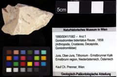 Foto (Objket + Etiketten) von Cycloprosopon cf. octonarium (Schweitzer & Feldmann, 2010) 